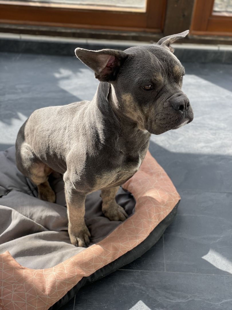 Mischlings rüde Mischlings rüde