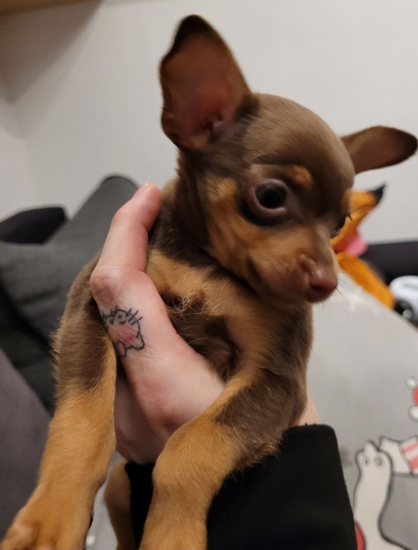 Prager Rattler Welpen