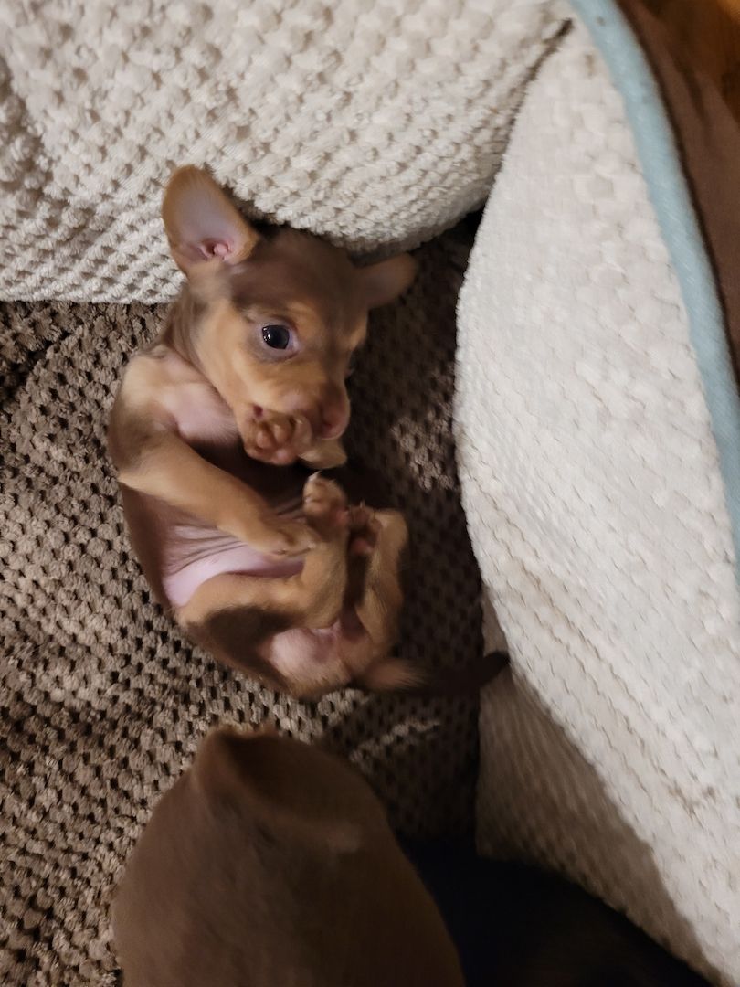 Prager Rattler Welpen