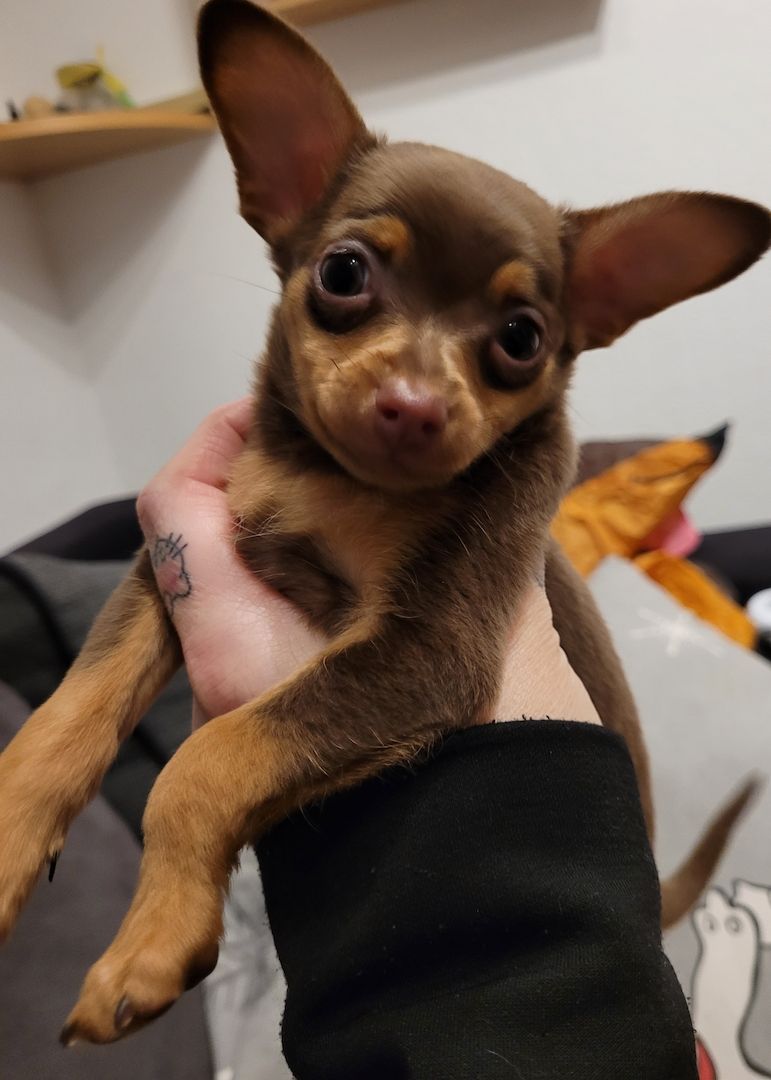 Prager Rattler Welpen