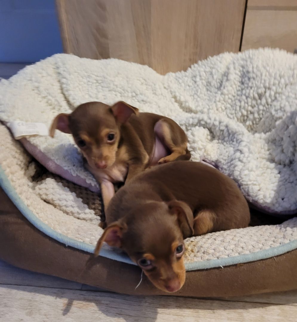 Prager Rattler Welpen