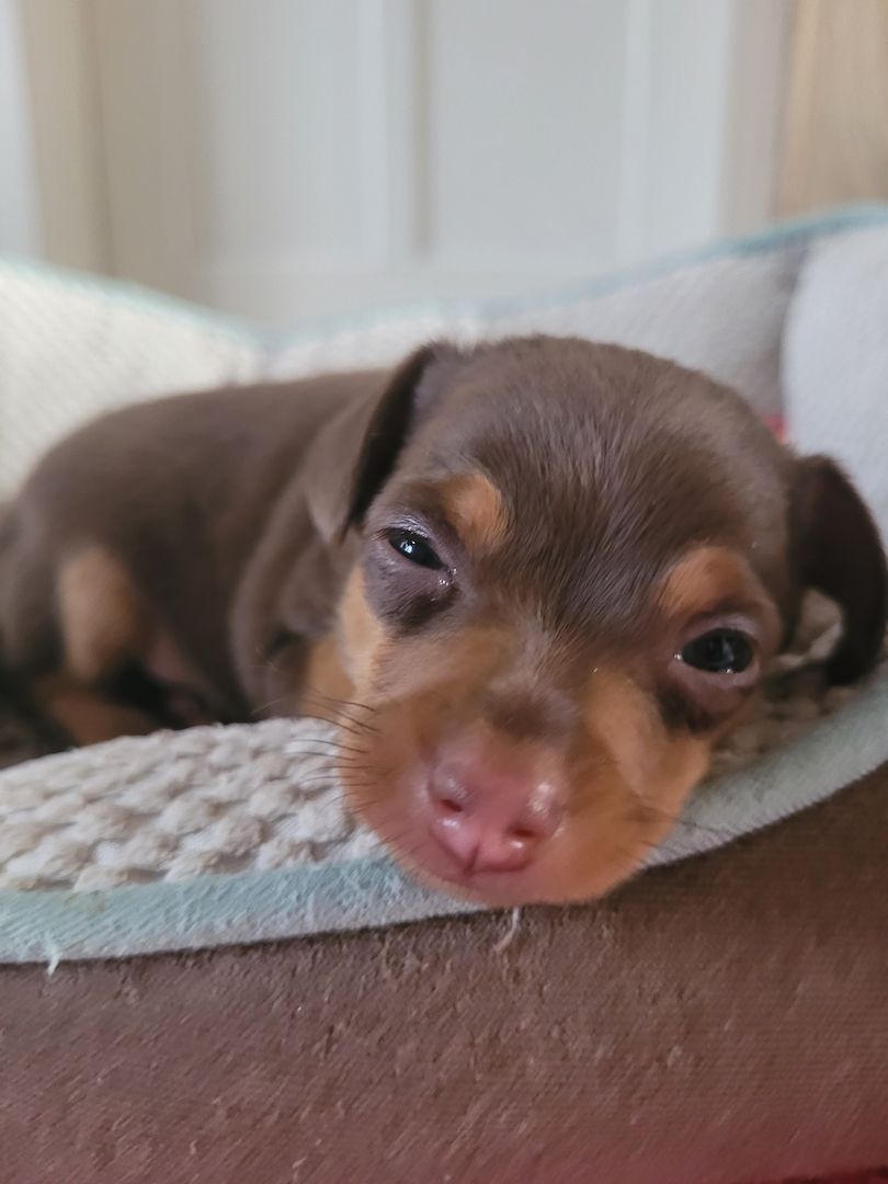 Prager Rattler Welpen