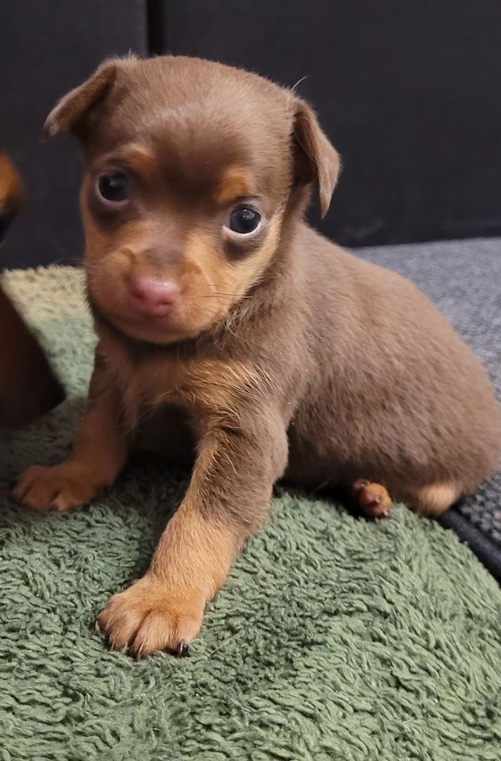 Prager Rattler Welpen