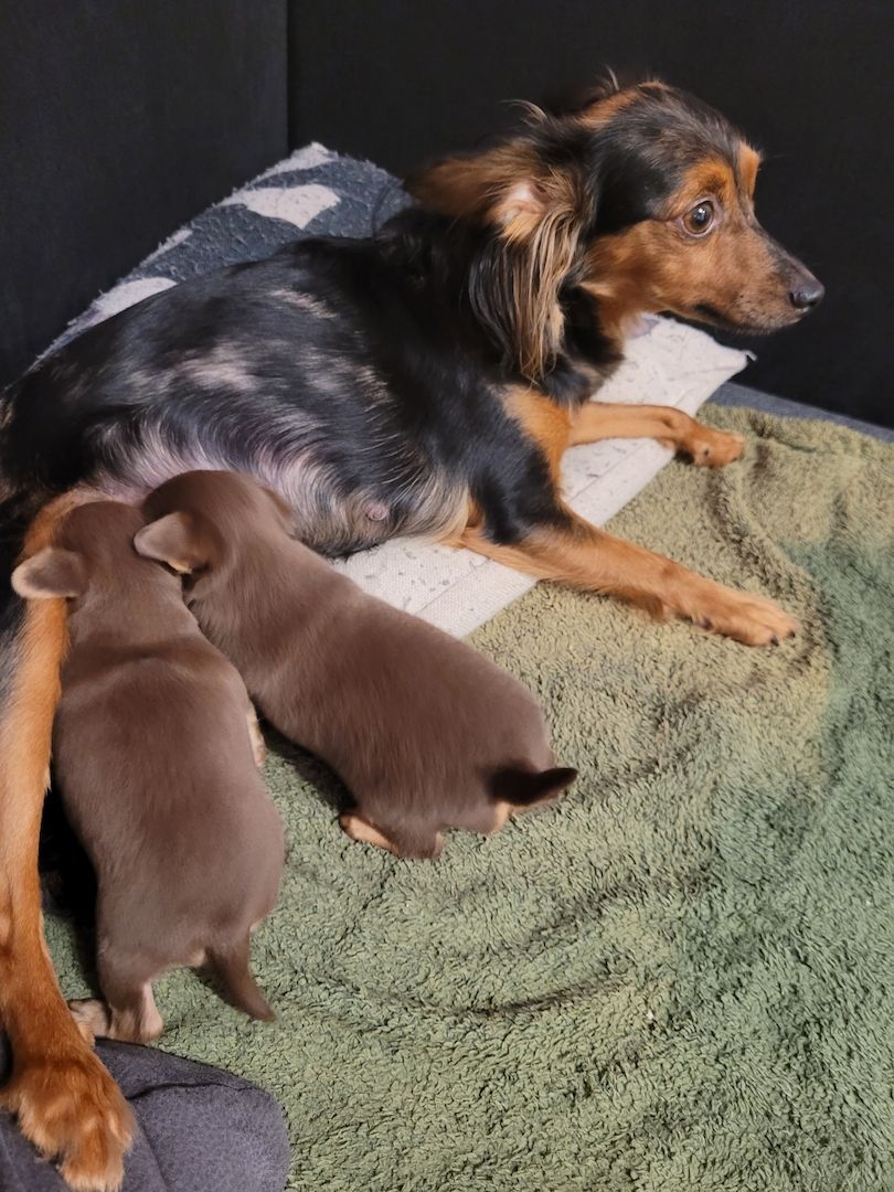 Prager Rattler Welpen