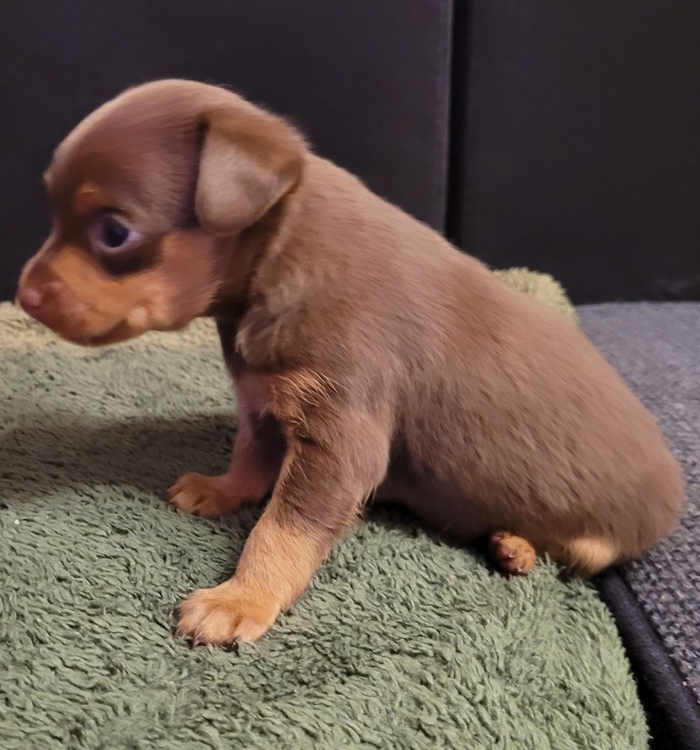 Prager Rattler Welpen