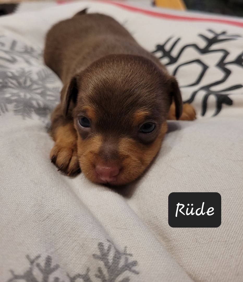 Prager Rattler Welpen