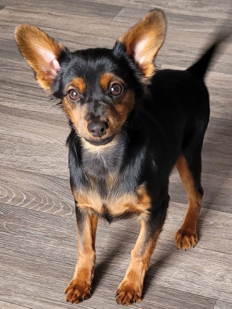 Prager Rattler Mädchen