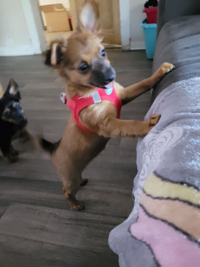 Prager Rattler Mädchen