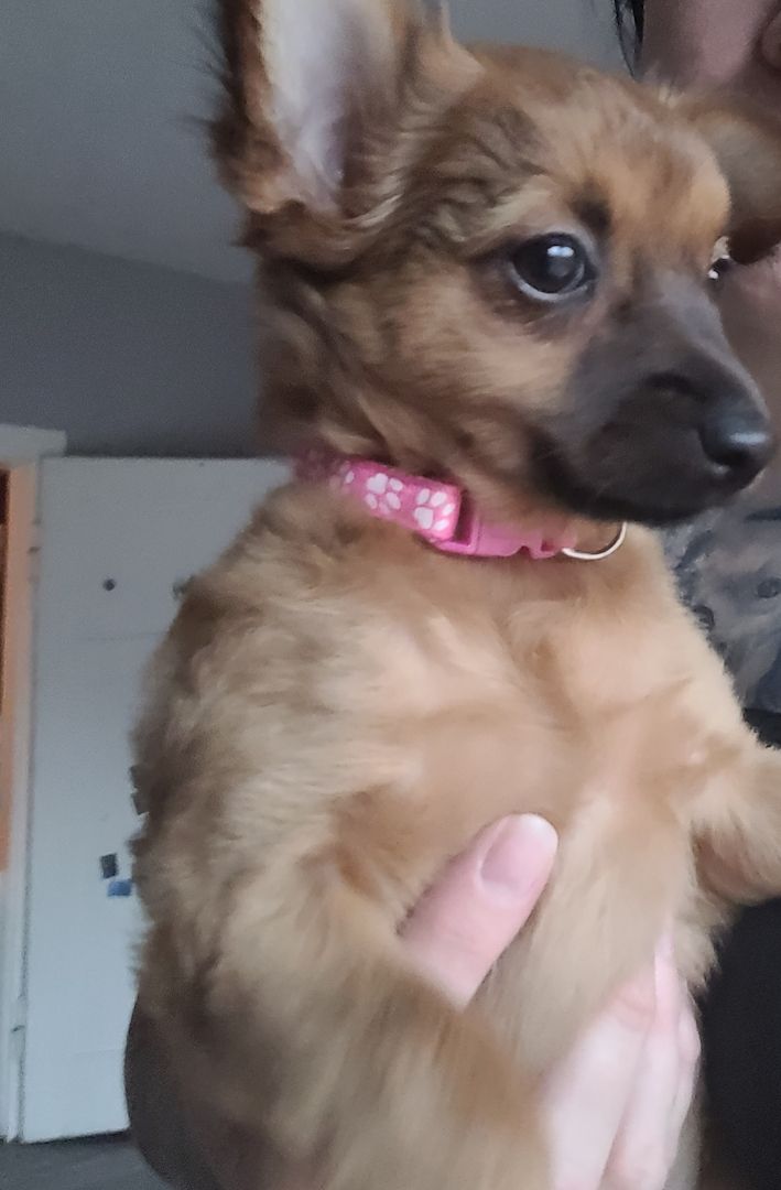 Prager Rattler Mädchen