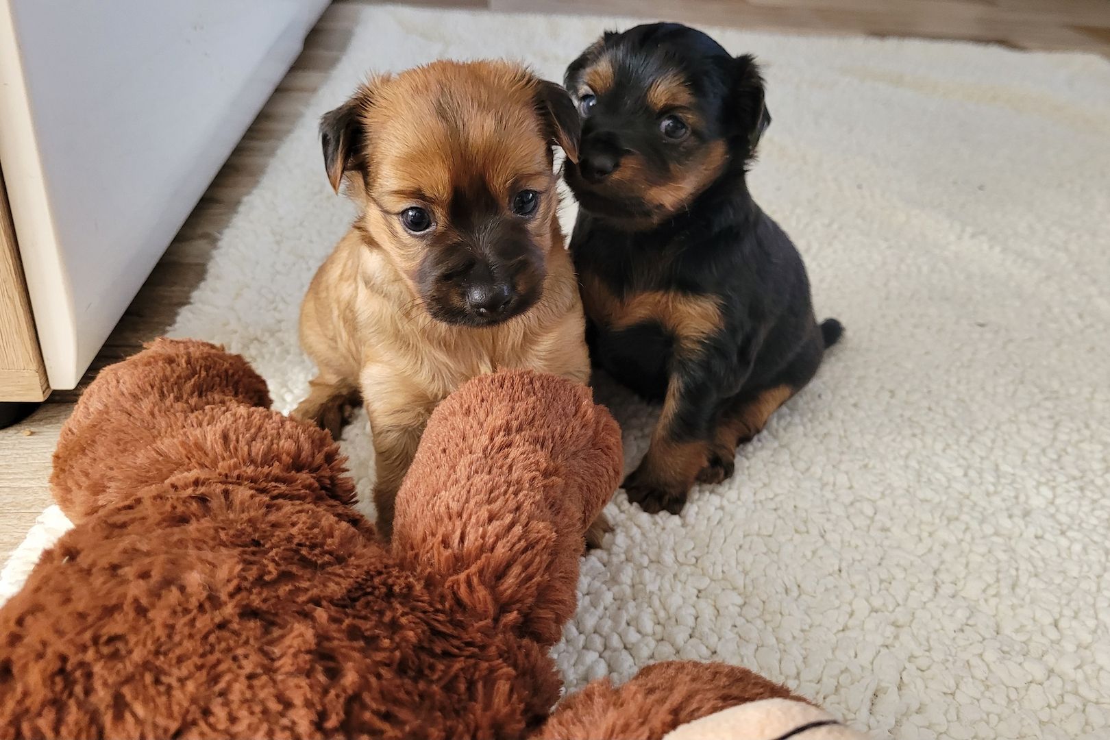 Prager Rattler Mädchen