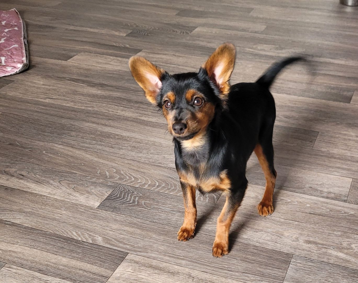 Prager Rattler Mädchen