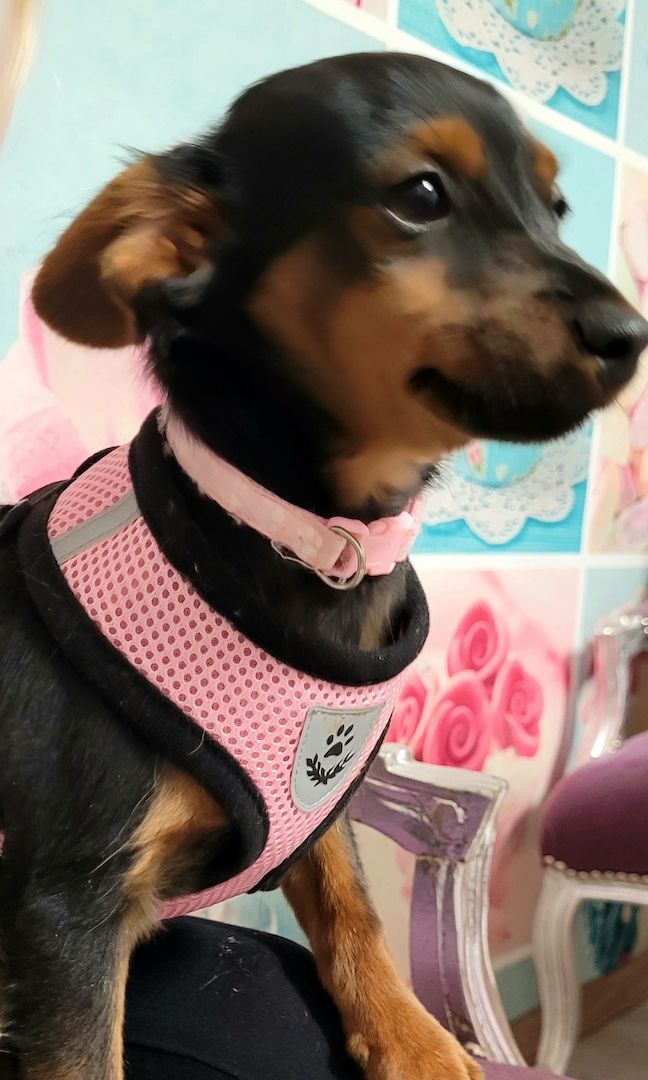 Prager Rattler Mädchen