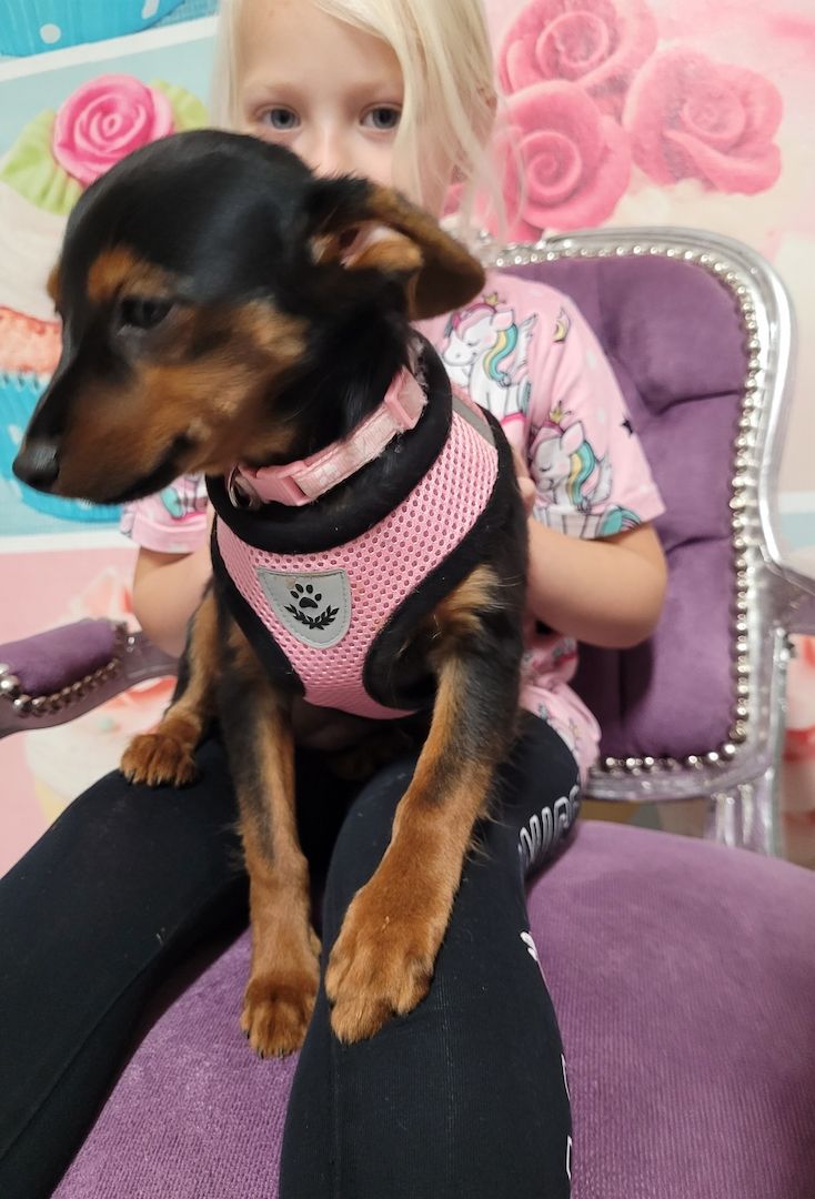 Prager Rattler Mädchen