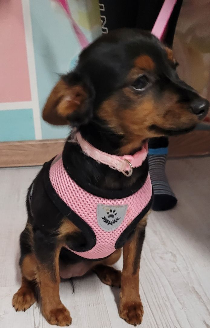 Prager Rattler Mädchen