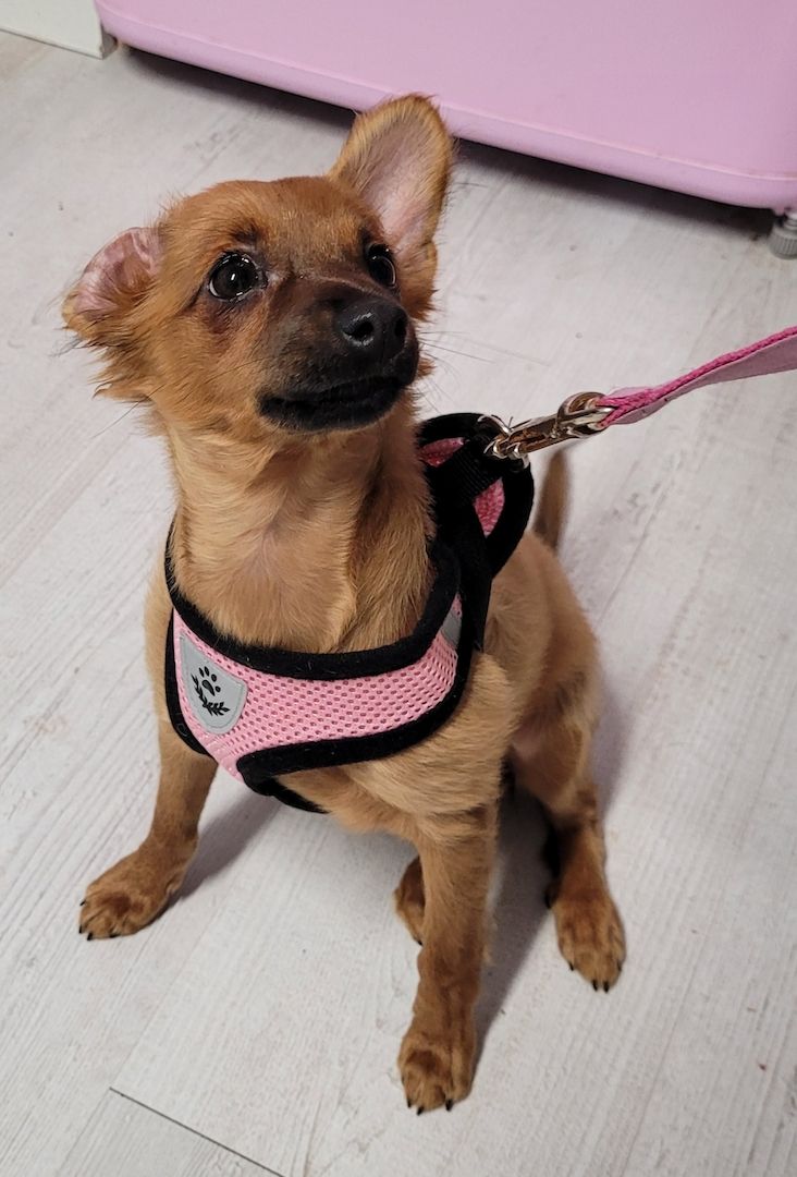 Prager Rattler Mädchen