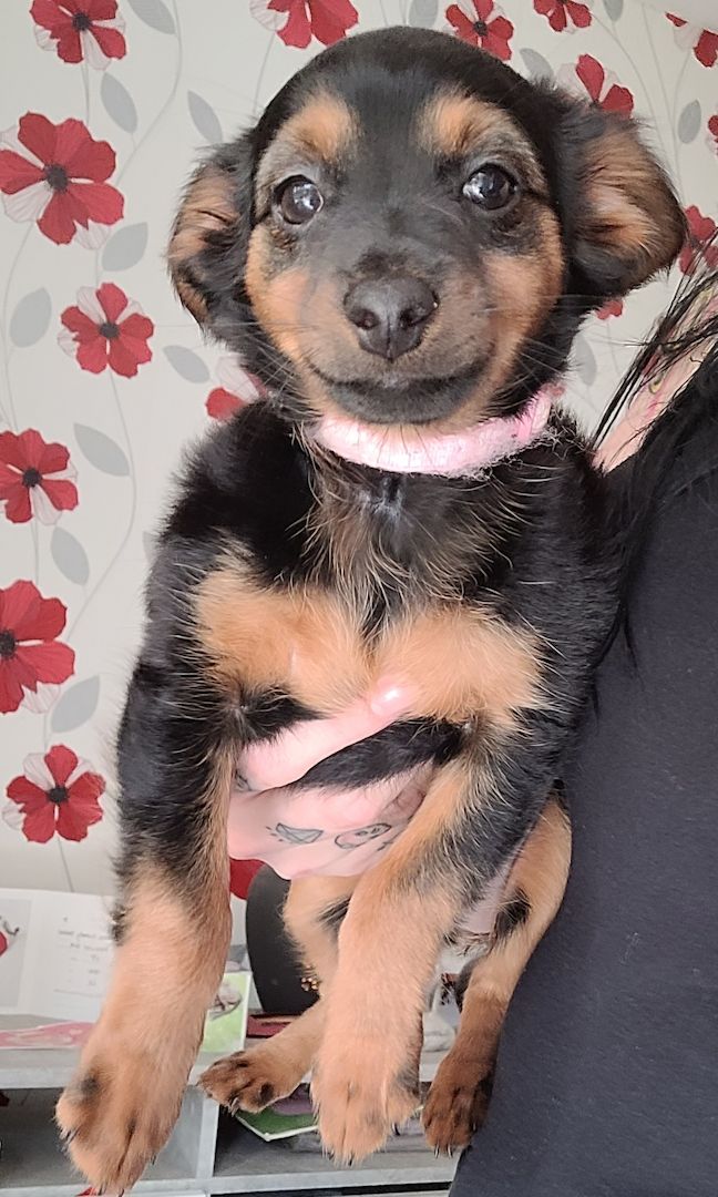 Prager Rattler Mädchen