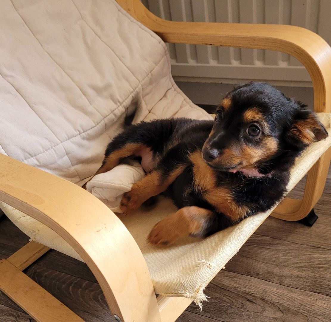 Prager Rattler Mädchen