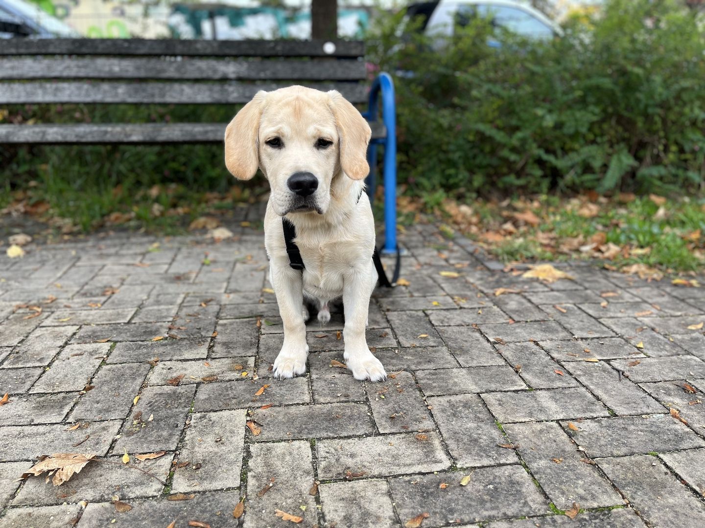 Neues Zuhause für Buddy