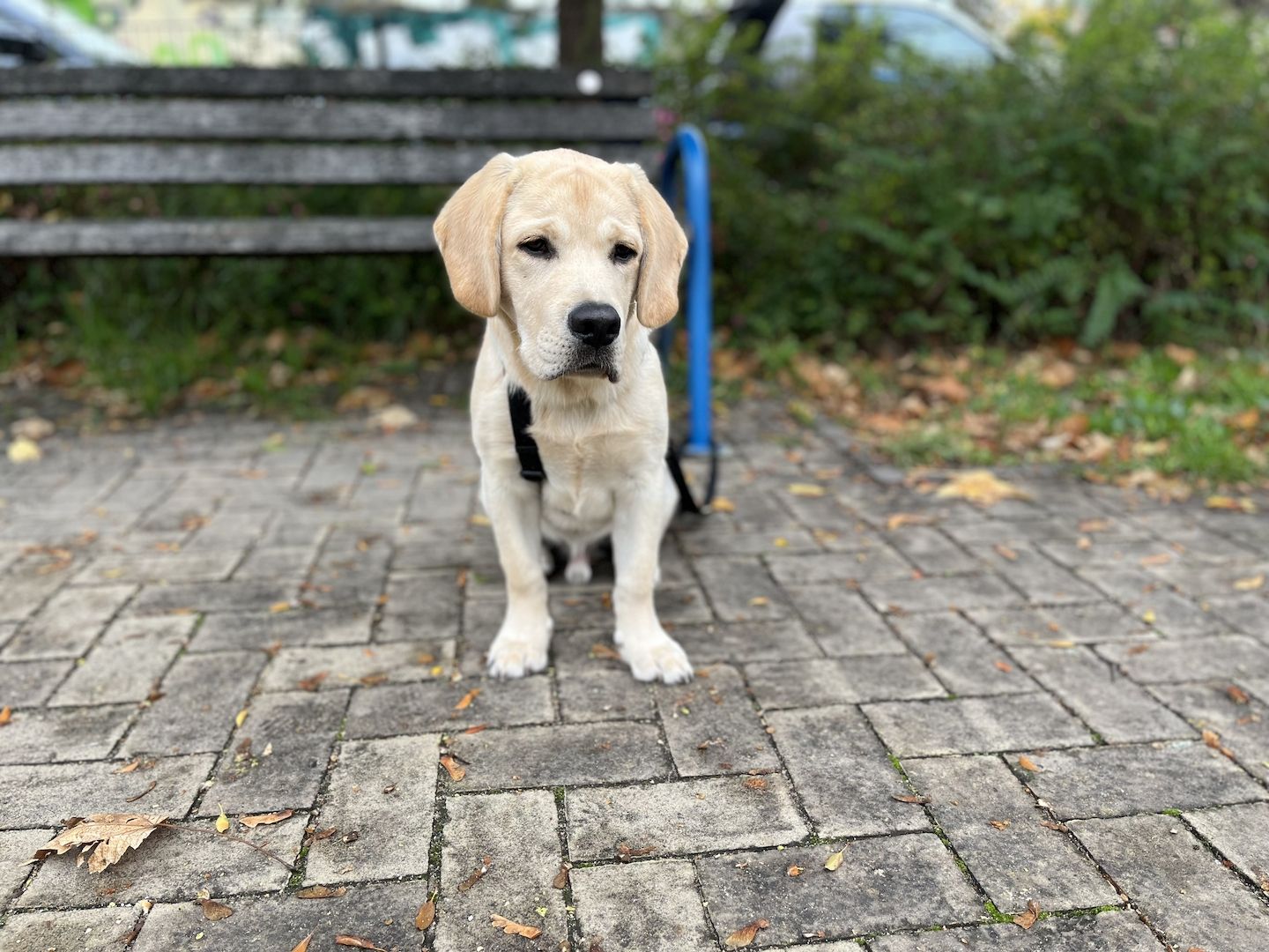 Neues Zuhause für Buddy