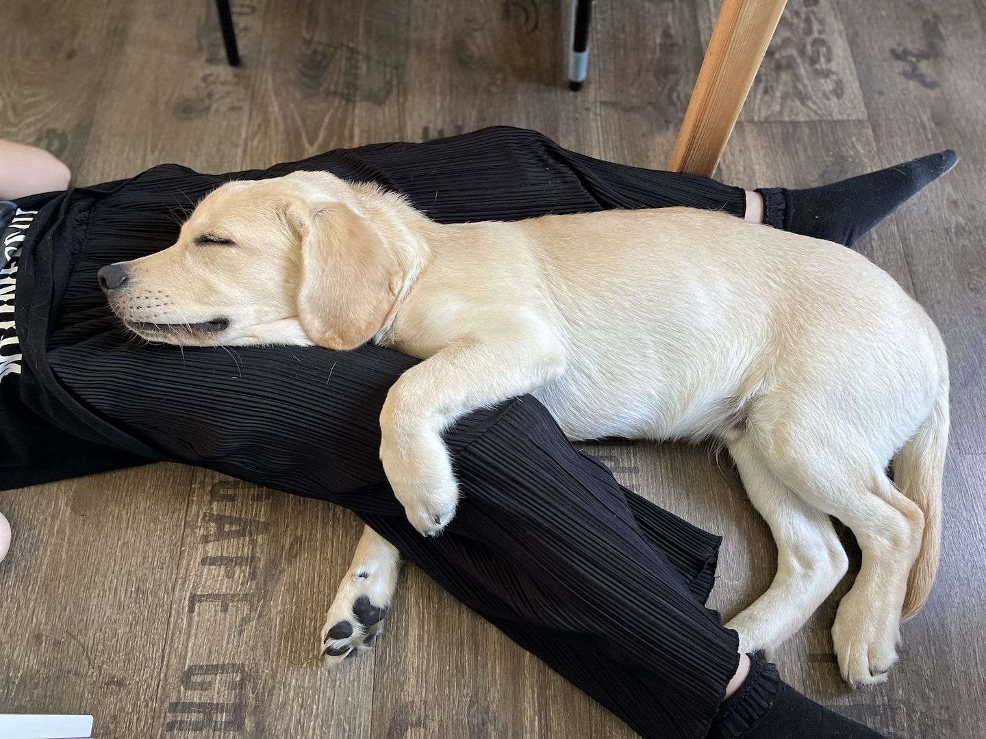 Neues Zuhause für Buddy