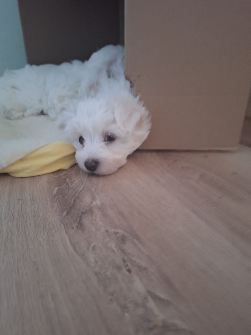 Süße gesunde Malteser Mix Welpen Süße gesunde Malteser Mix Welpen