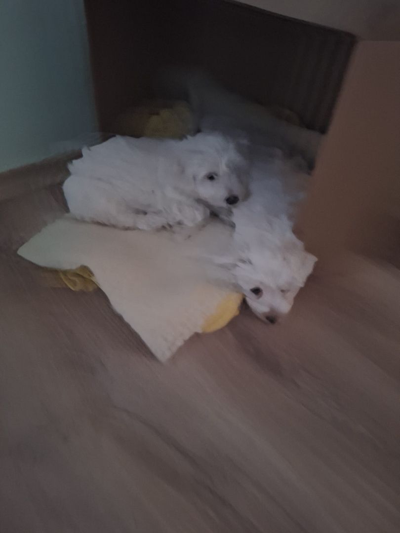 Süße gesunde Malteser Mix Welpen Süße gesunde Malteser Mix Welpen