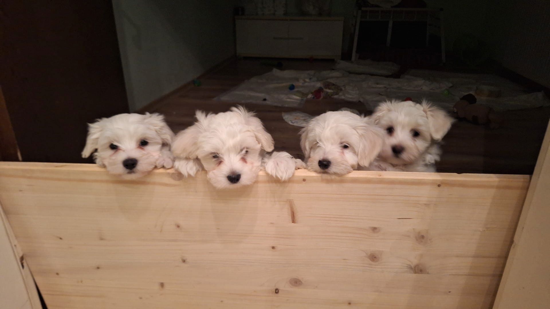 Süße gesunde Malteser Mix Welpen Süße gesunde Malteser Mix Welpen