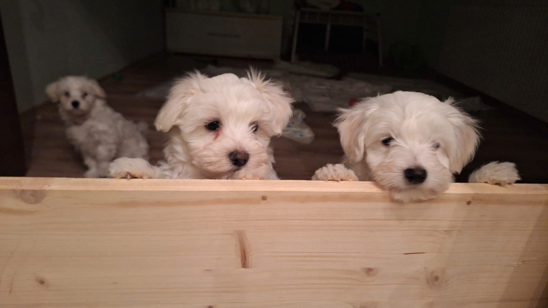 Süße gesunde Malteser Mix Welpen Süße gesunde Malteser Mix Welpen