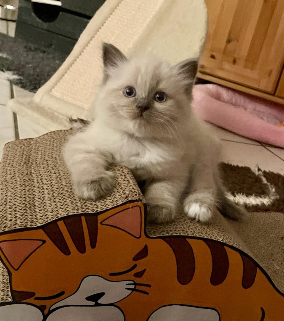 Ragdoll Kitten