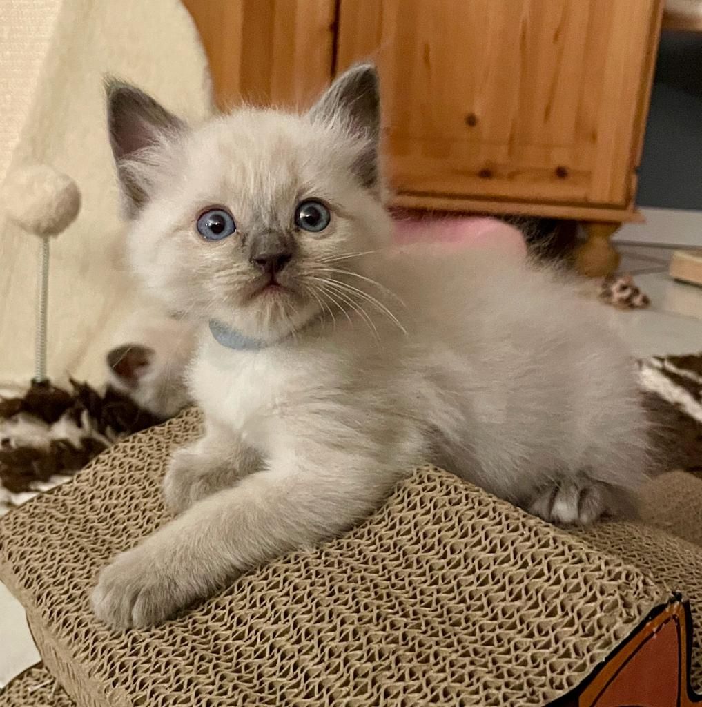 Ragdoll Kitten