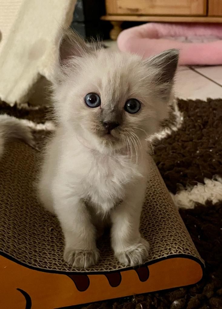 Ragdoll Kitten