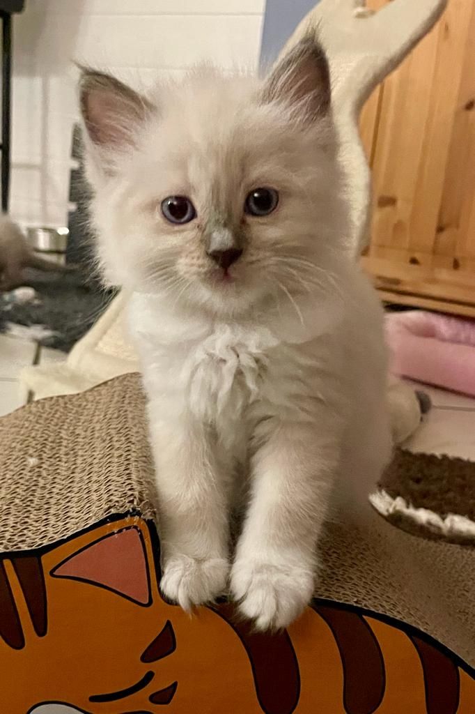 Ragdoll Kitten