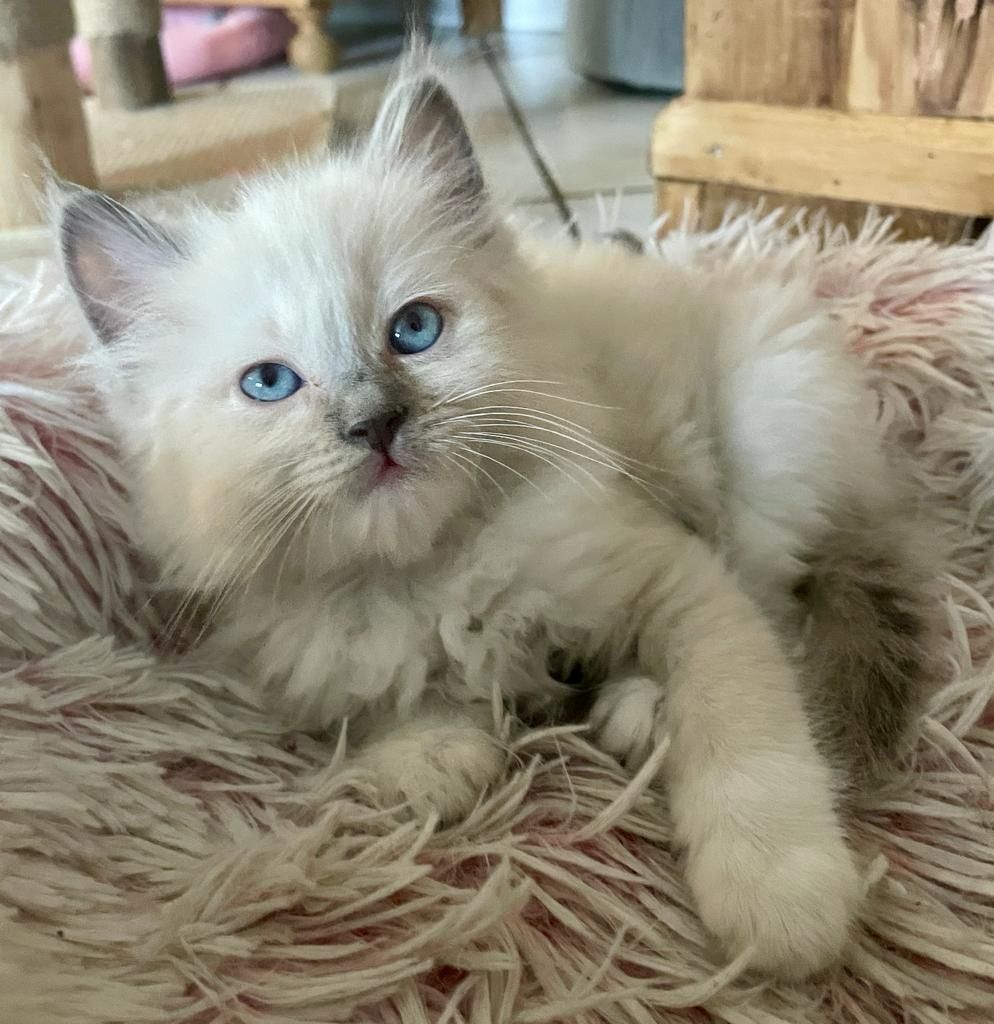 Ragdoll Kitten