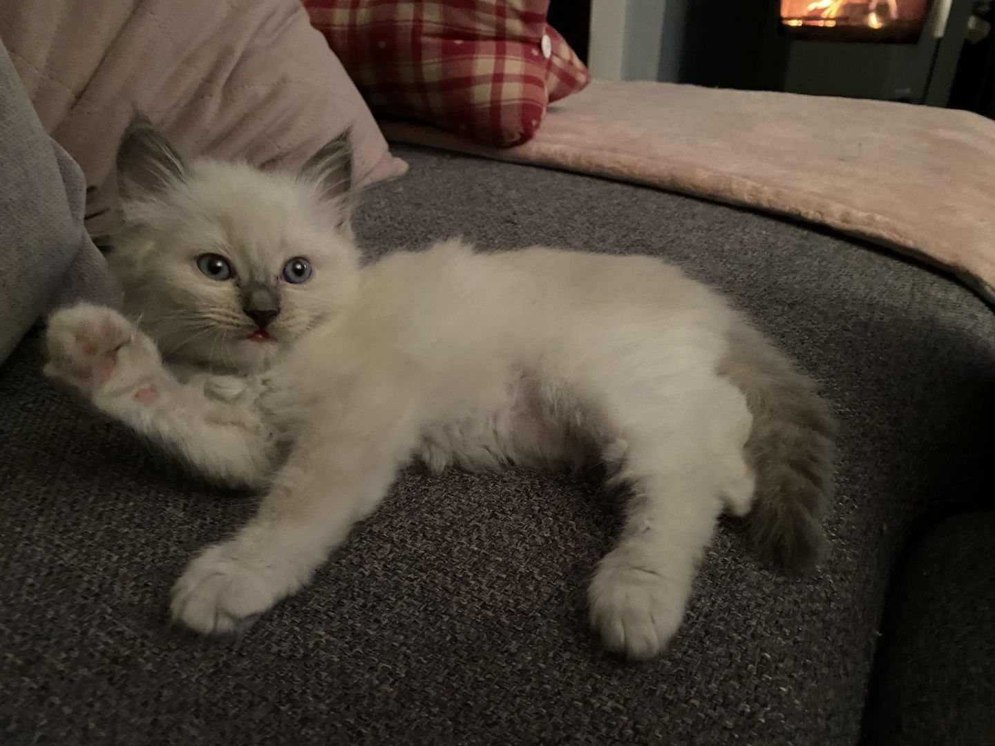 Ragdoll Kitten