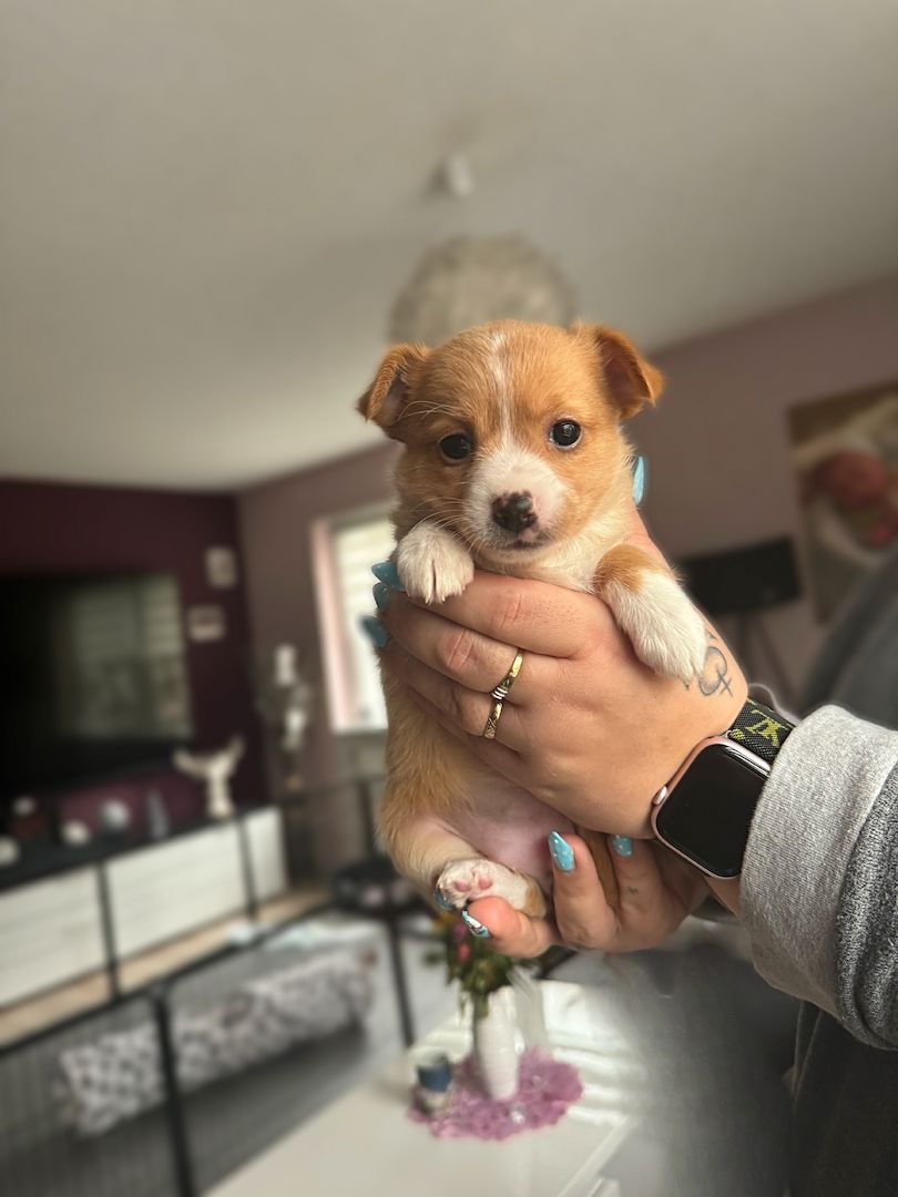 Pomeranian Zwergspitz Mix Welpen