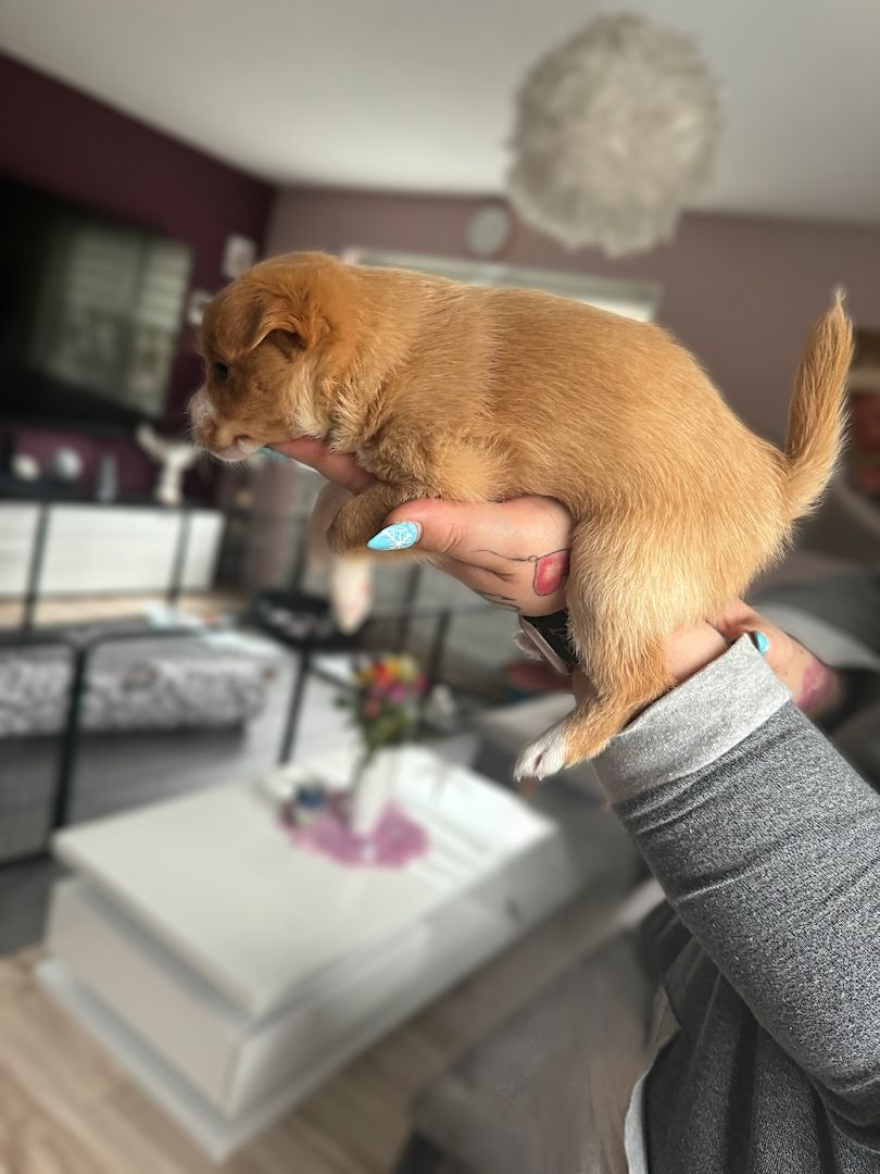 Pomeranian Zwergspitz Mix Welpen