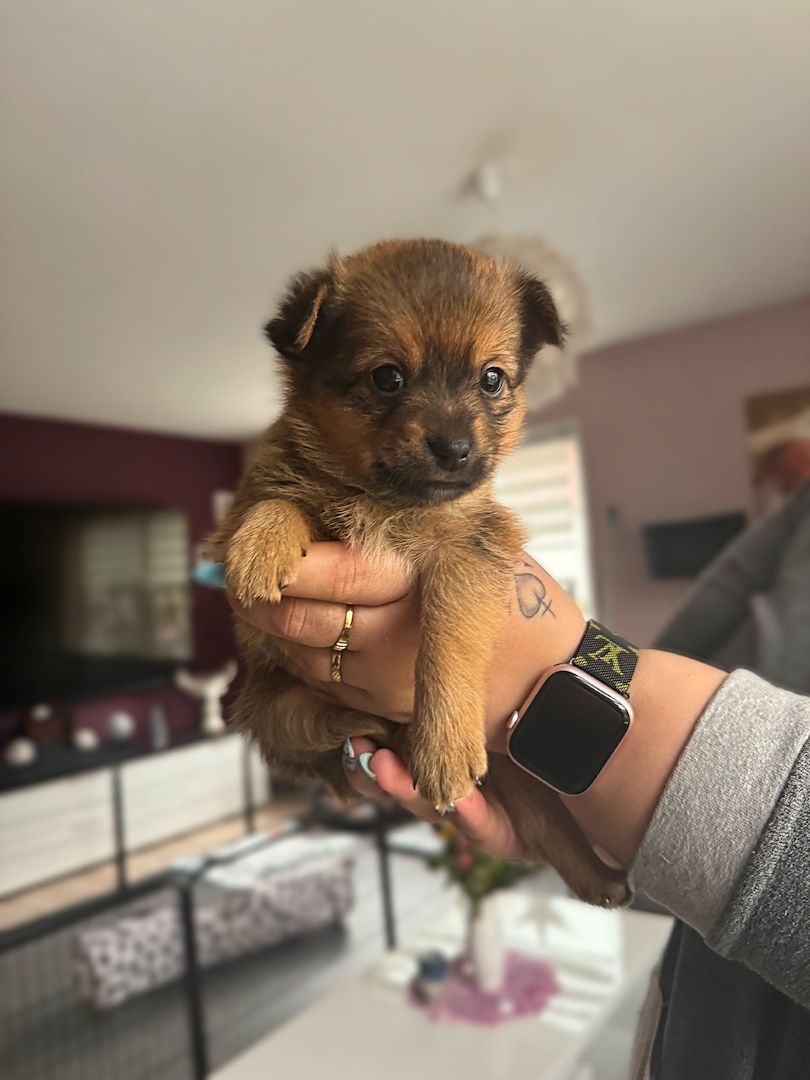 Pomeranian Zwergspitz Mix Welpen