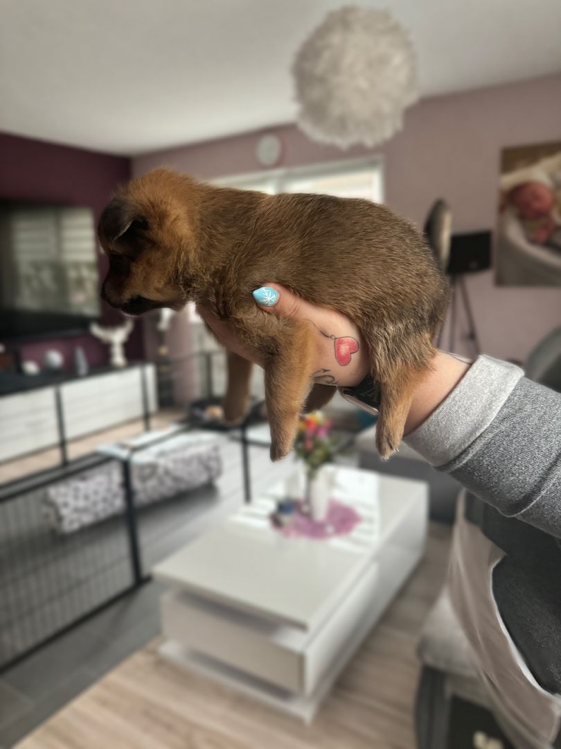 Pomeranian Zwergspitz Mix Welpen