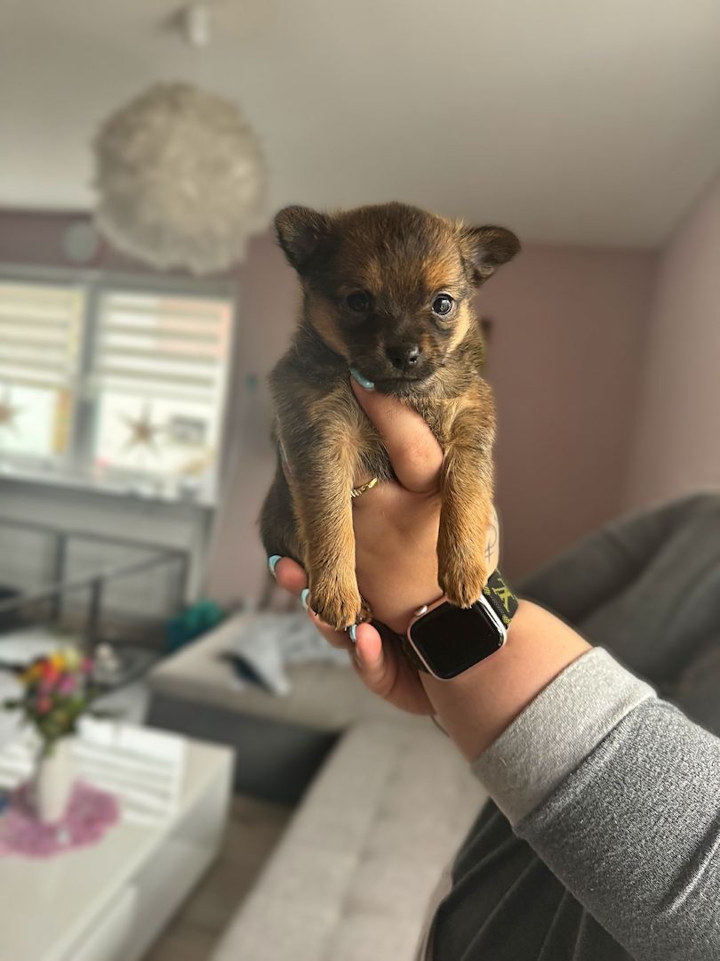 Pomeranian Zwergspitz Mix Welpen