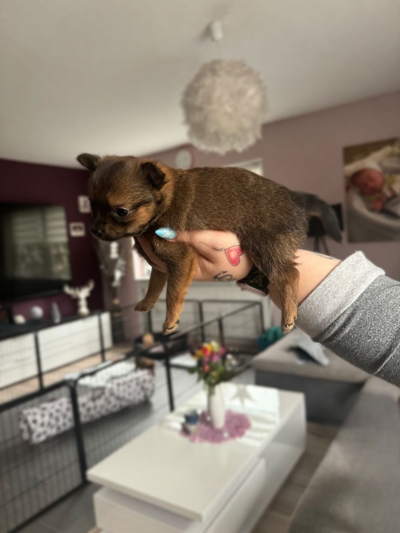 Pomeranian Zwergspitz Mix Welpen