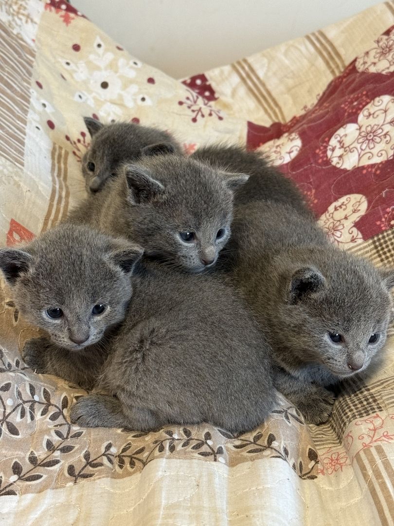Russisch blau Kitten
