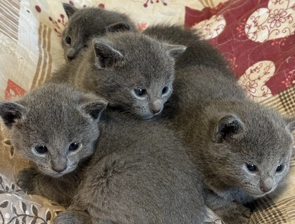 Russisch blau Kitten