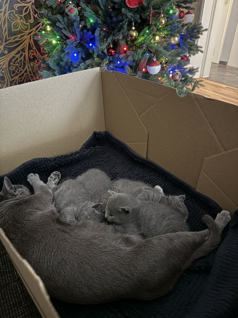 Russisch blau Kitten