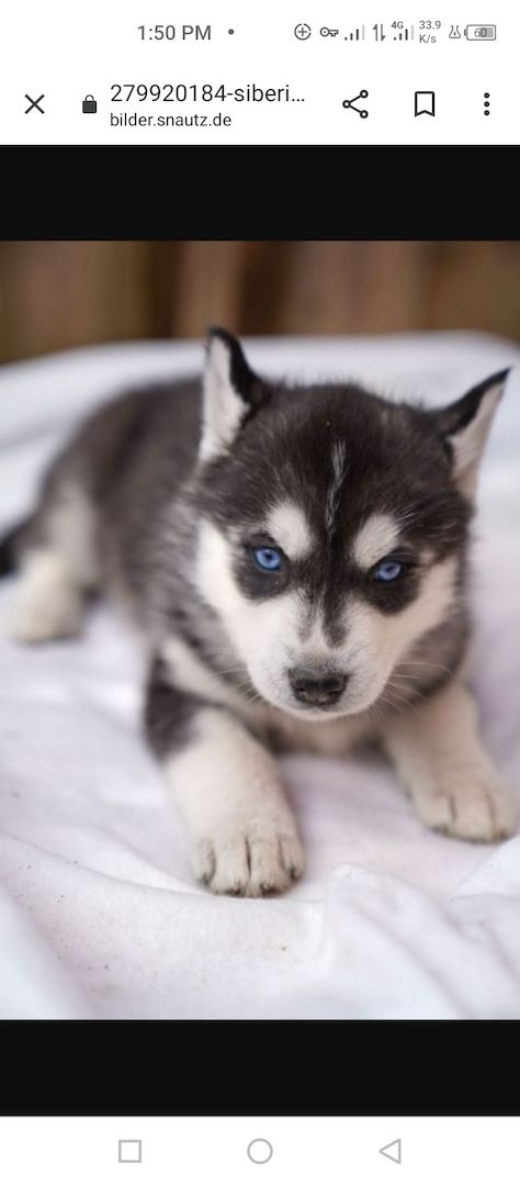 Wunderschöne husky welpen