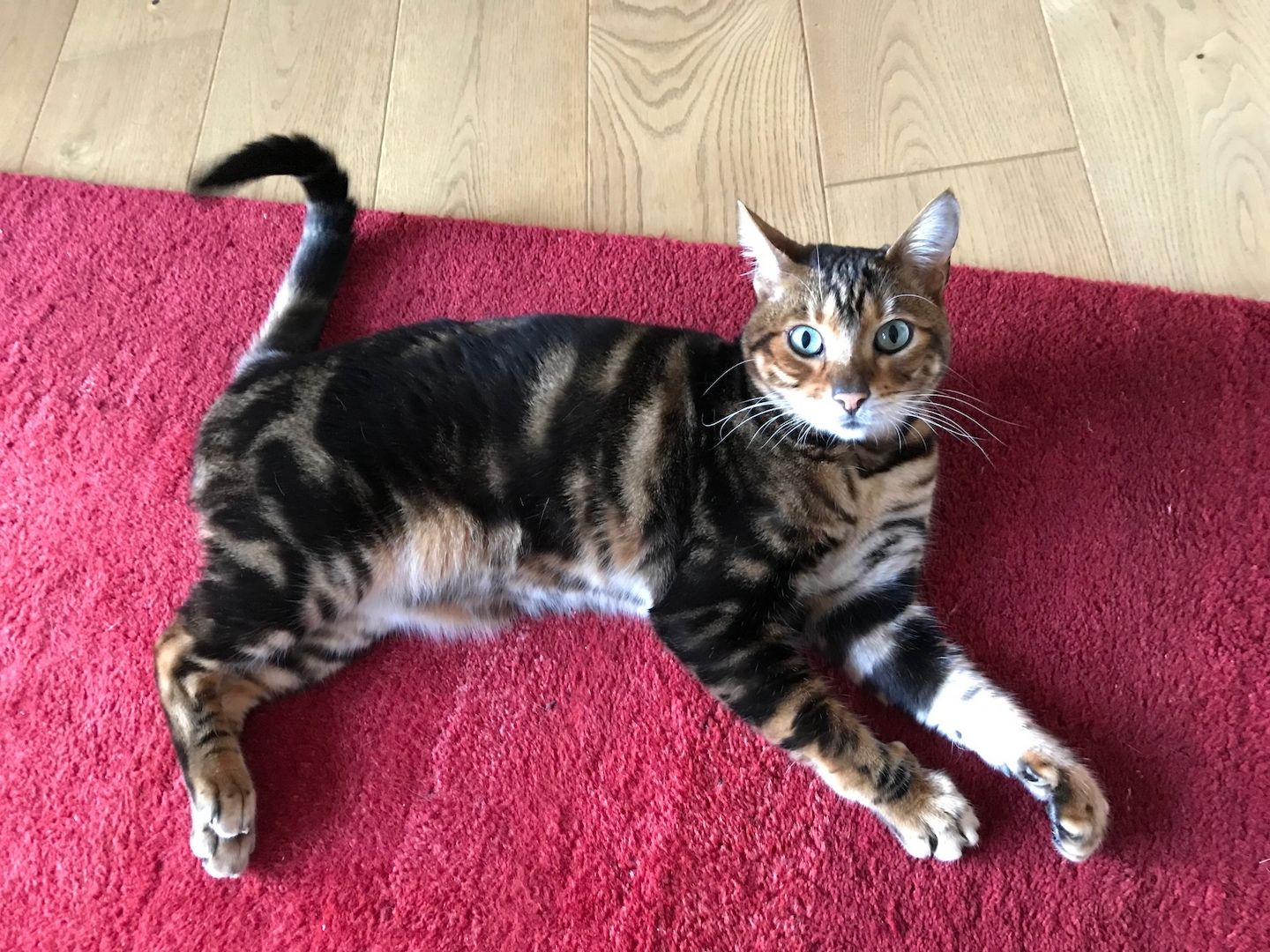 Bengale / Toyger