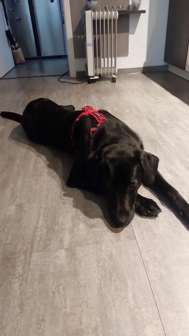 Labrador Weibchen Labrador Weibchen