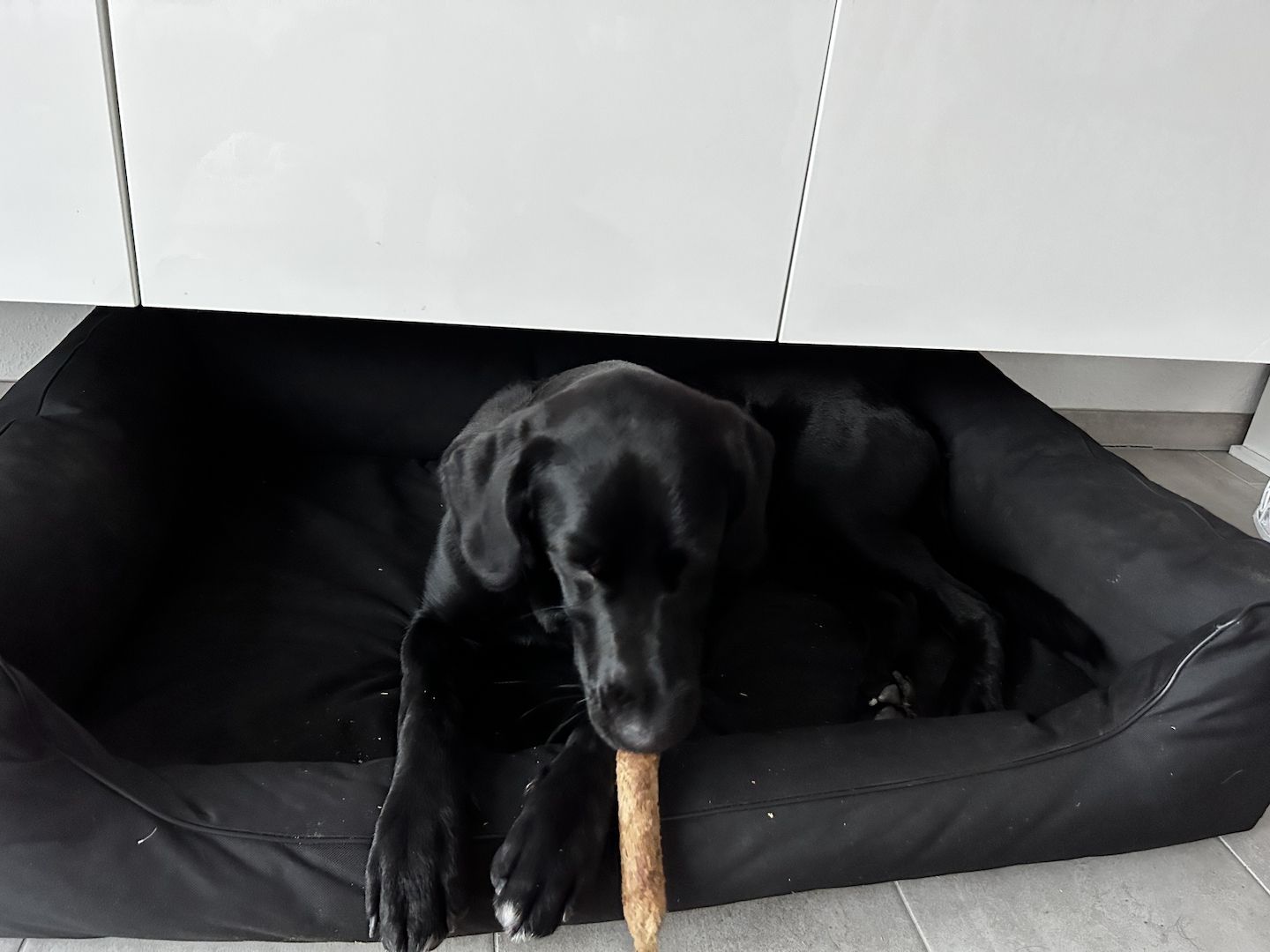 Labrador Weibchen Labrador Weibchen