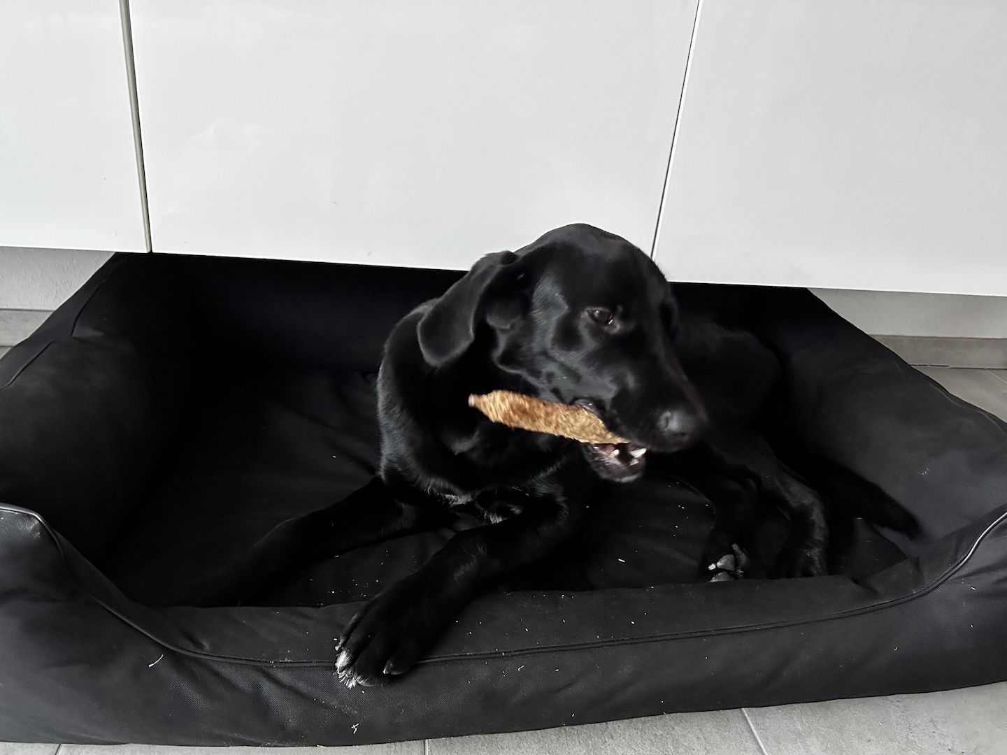 Labrador Weibchen Labrador Weibchen