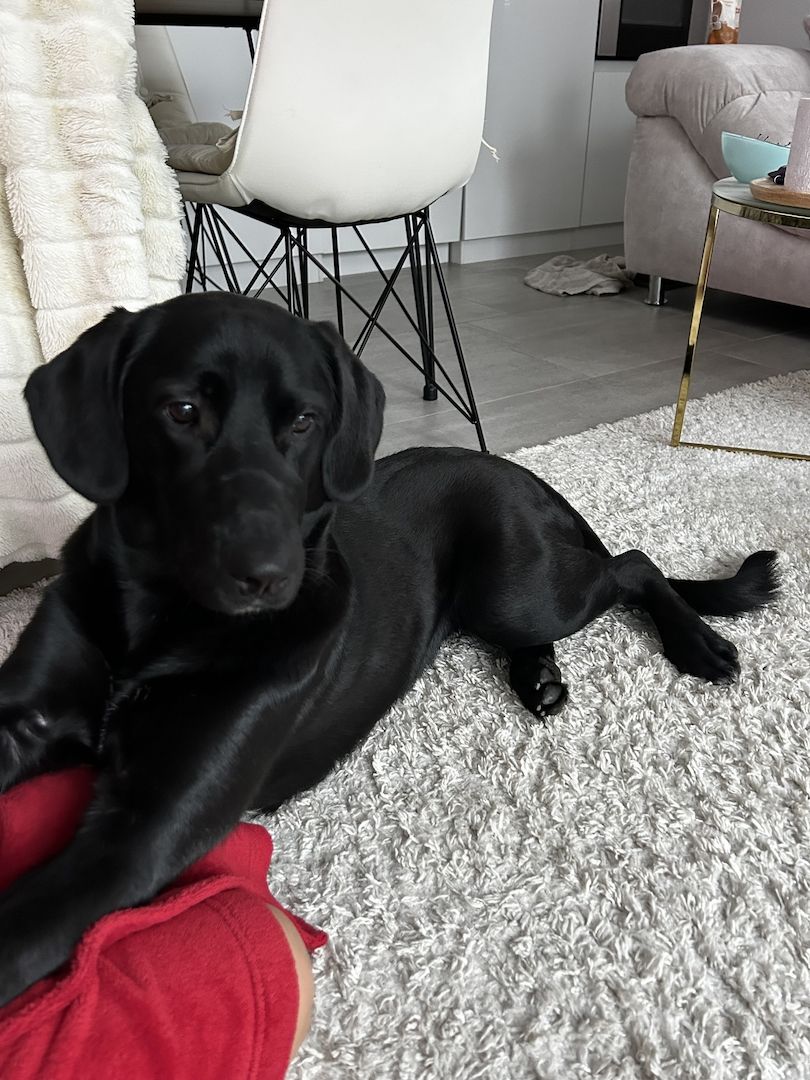 Labrador Weibchen Labrador Weibchen