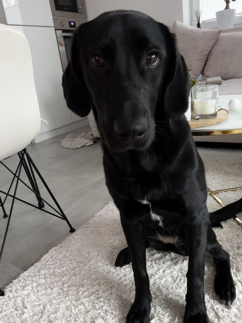 Labrador Weibchen Labrador Weibchen